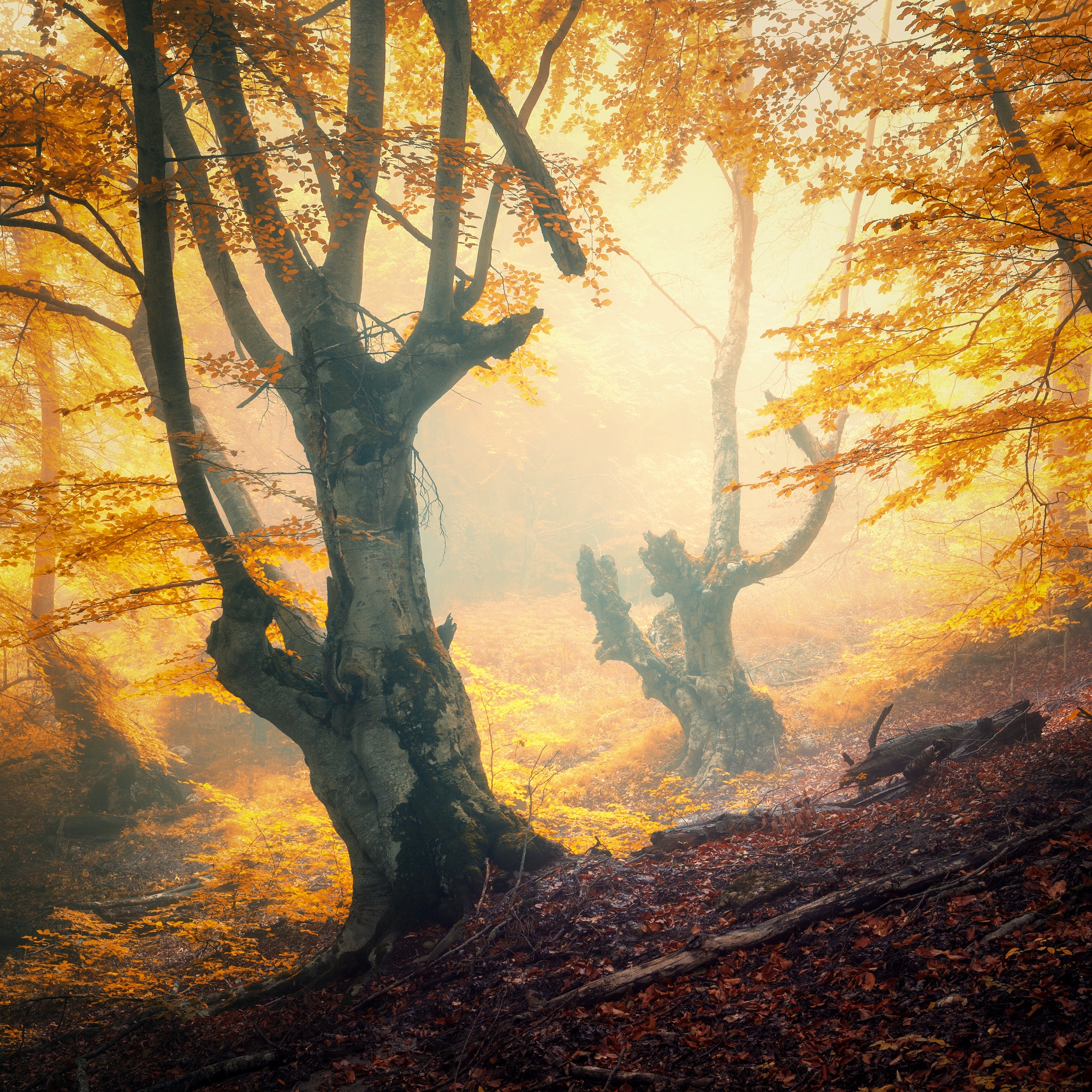 Enchanted autumn forest in fog in the evening.